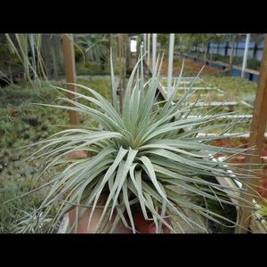 •SOLD OUT• ✨ Houston Red Princess Air Plant